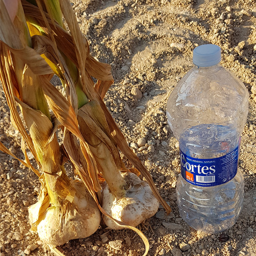 Comparación del tamaño de una cabeza de ajo elefante junto a una botella