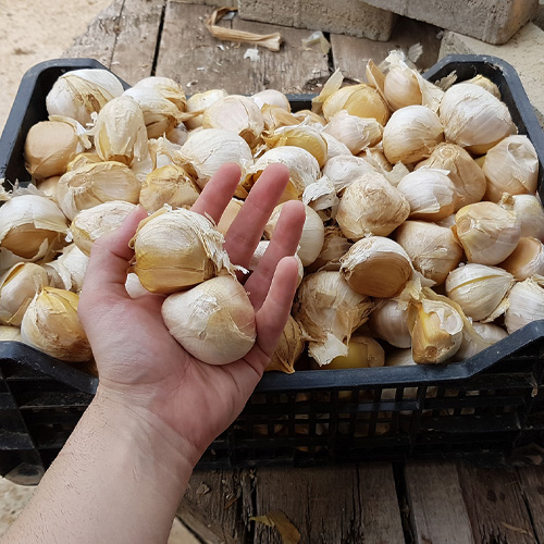 Caja con semillas de ajo elefante seleccionadas