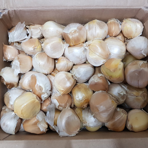 Semillas de ajo elefante (dientes) preparadas en caja para envío